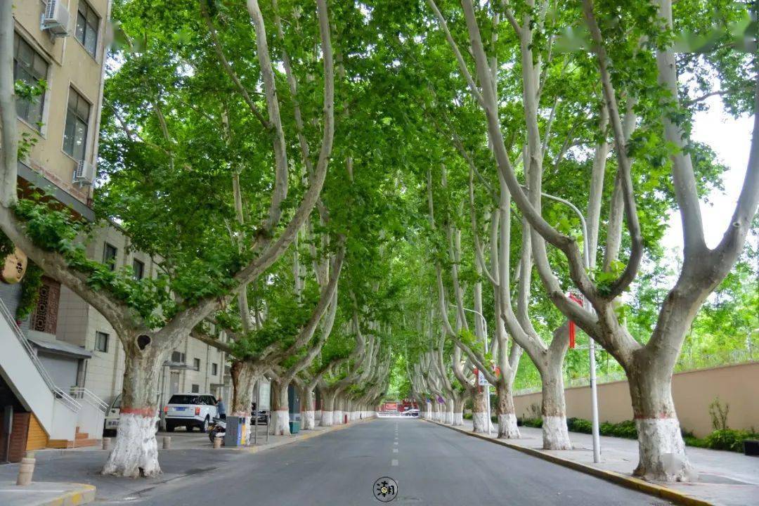 郑州,一座用法桐筑成的绿城_梧桐