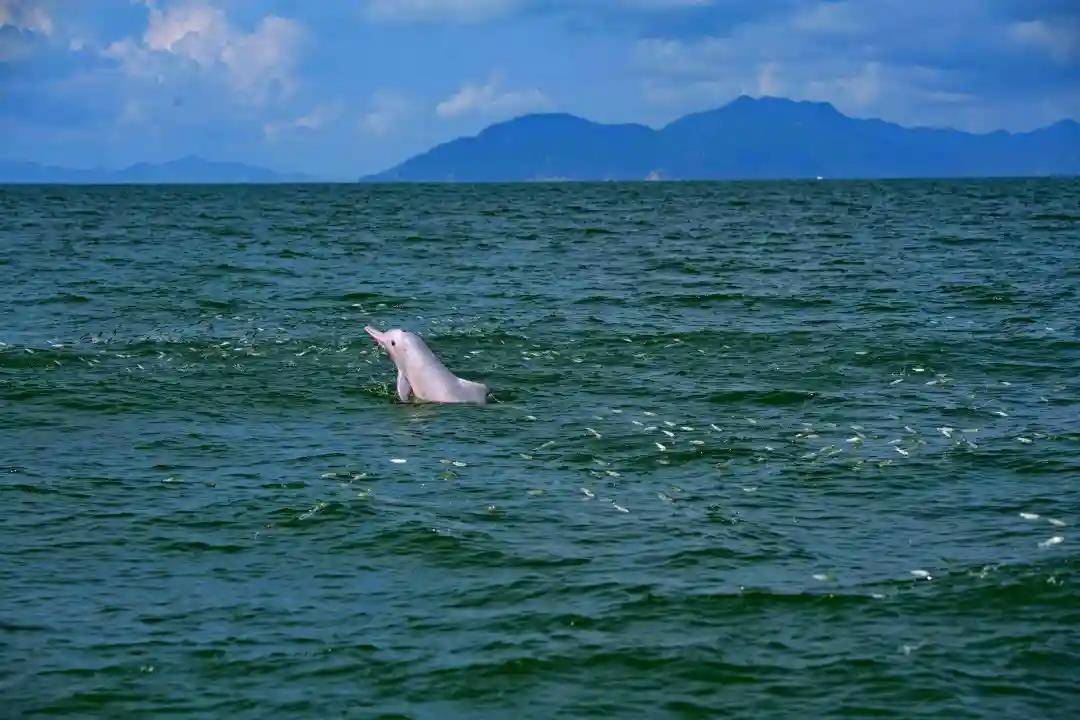 白海豚省級自然保護區,有國家aaaa級濱海旅遊景區的飛沙灘和王府洲,有