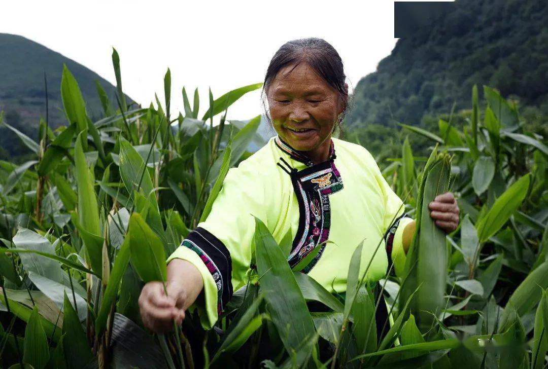 网络中国节端午平坝天龙镇打磨村一片粽叶带富一方百姓