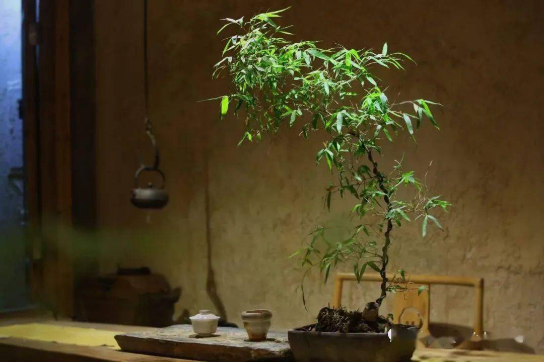 宁可食无肉不可居无竹