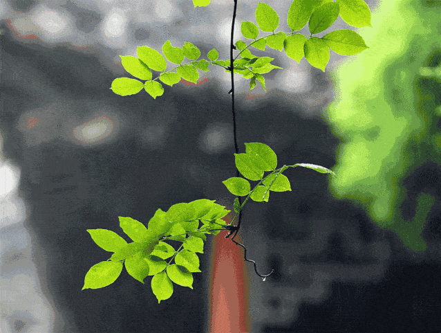 5f4215069f5c4d5c91f82f1a2f66859f.gif