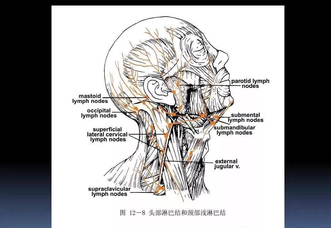 課件3d動畫詳解頸椎結構頸部解剖