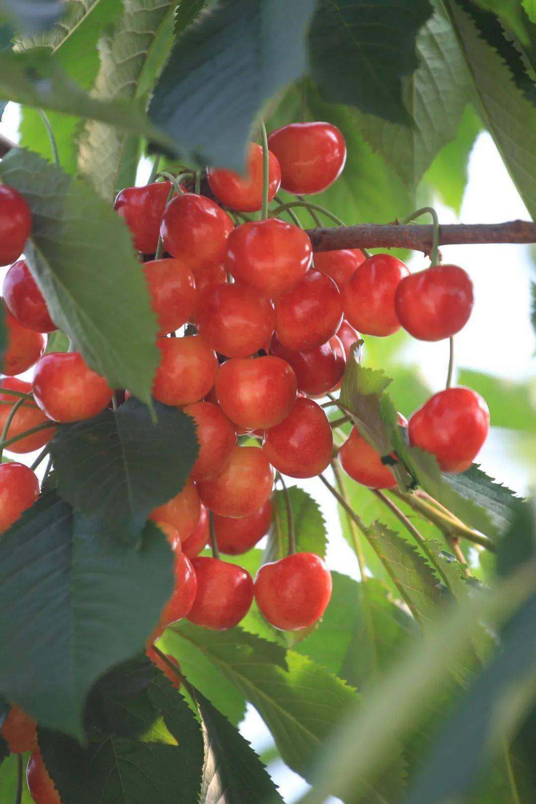 136家樱桃采摘园信息!