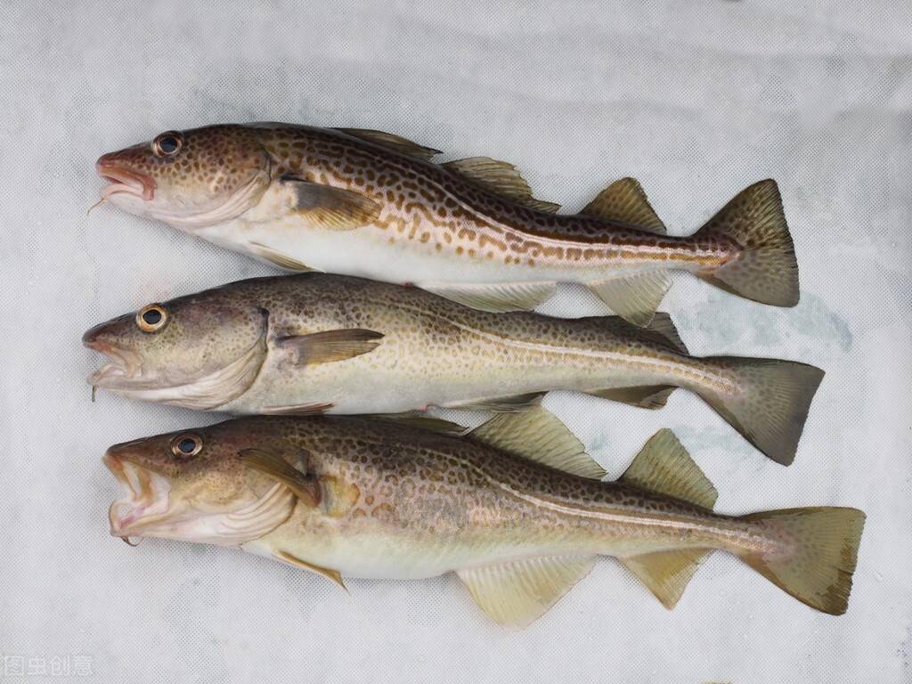 dha 可以促进视力发育,所以要给孩子多吃含有dha 的食物,比如海洋鱼类