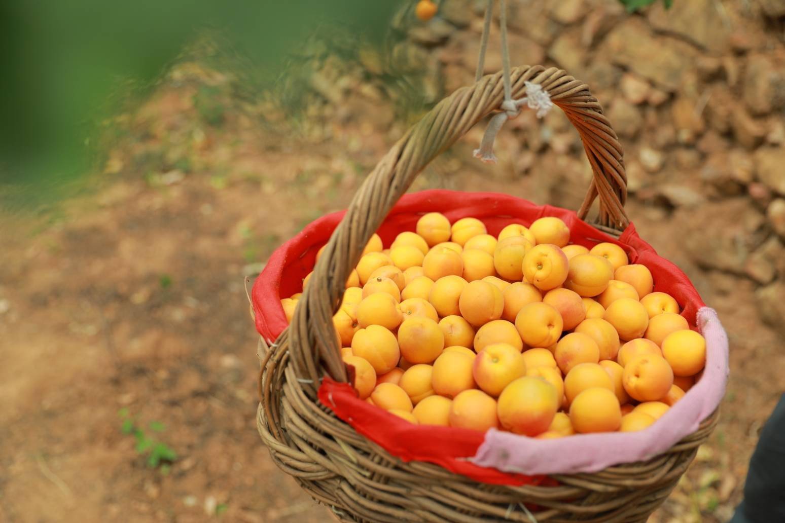 中国红杏第一村"解渴",北寨红杏喝上水了