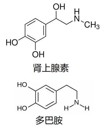 多巴胺由快乐而生,让人快乐到上瘾;内啡肽因痛苦而来,享受镇痛后的