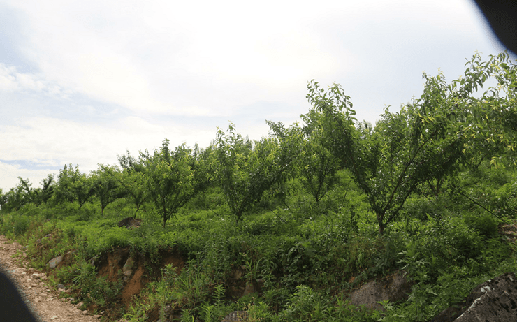 蜂糖李基地