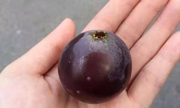 价格上涨亩产5000斤市场9元一斤多地致富果乒乓葡萄种植推荐