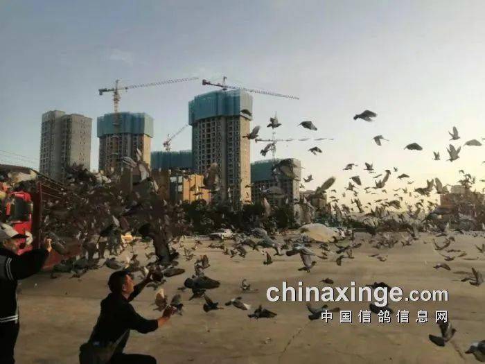 王者归来江苏超远程第一羽归巢鸽报到