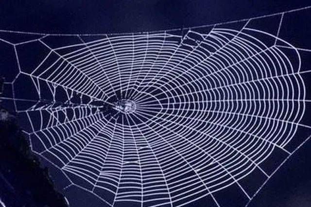 【科技】"纯素蜘蛛丝"制品可替代一次性塑料_蛋白质