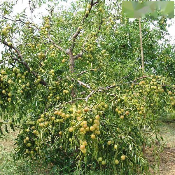 林果科技大讲堂:枣树矮化密植栽培,在栽植和管理上的技术要点