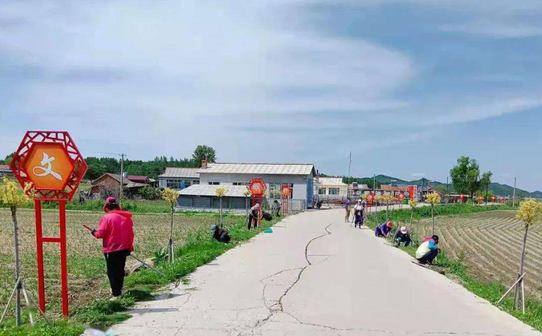 七边环境卫生治理江密峰镇公路沿线种植黄花菜点亮乡村振兴之路