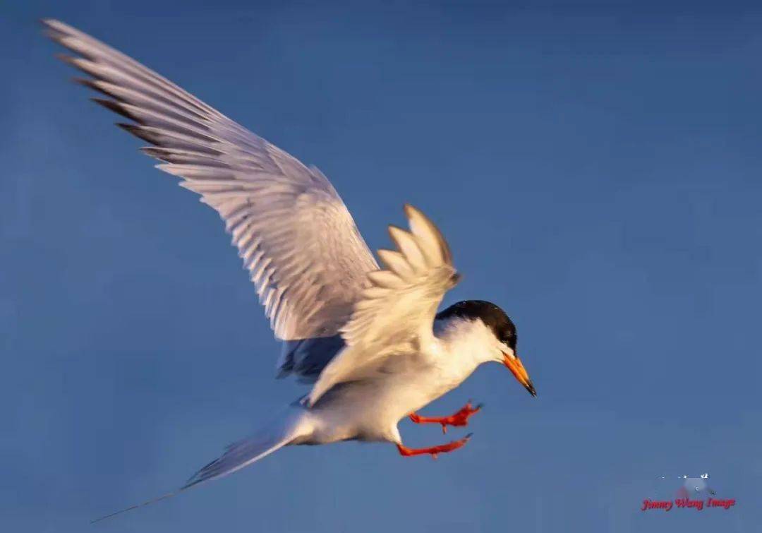 洛杉矶的飞禽世界海上精灵燕鸥上