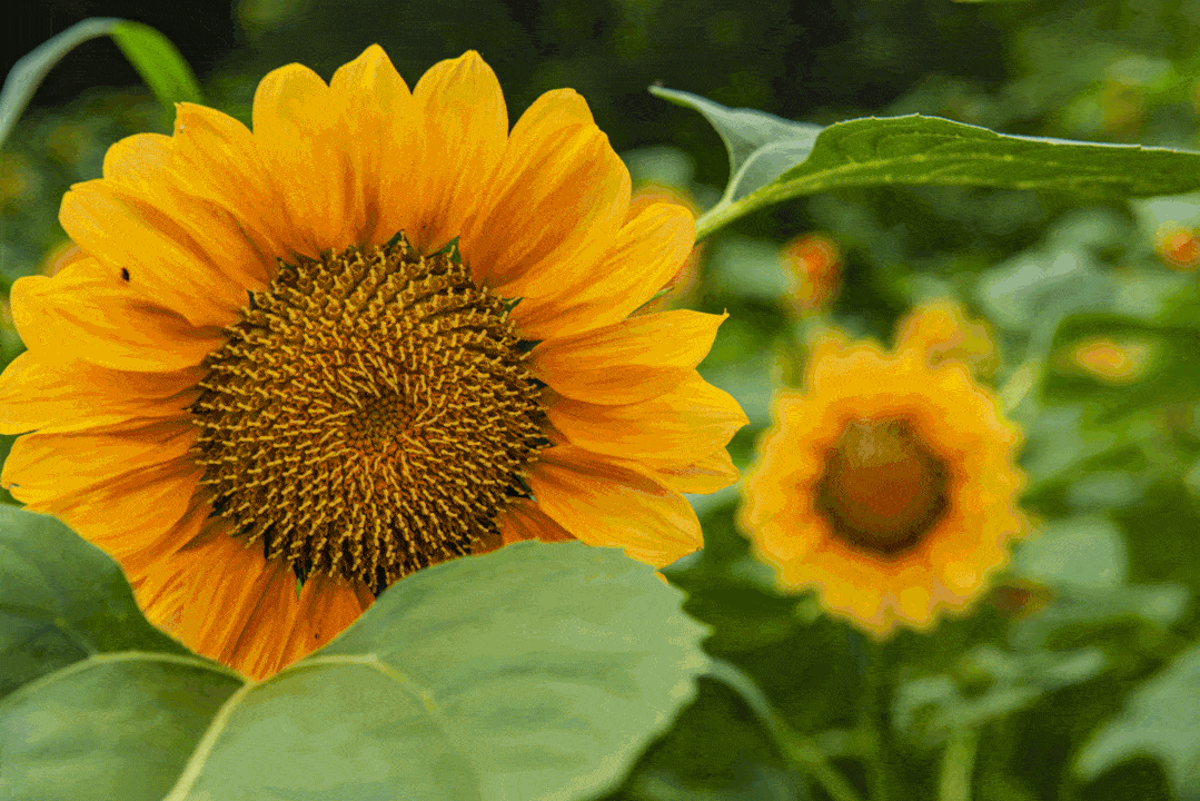 向日葵花海绽放端午假期来两江新区水土新城这个世外桃源打卡