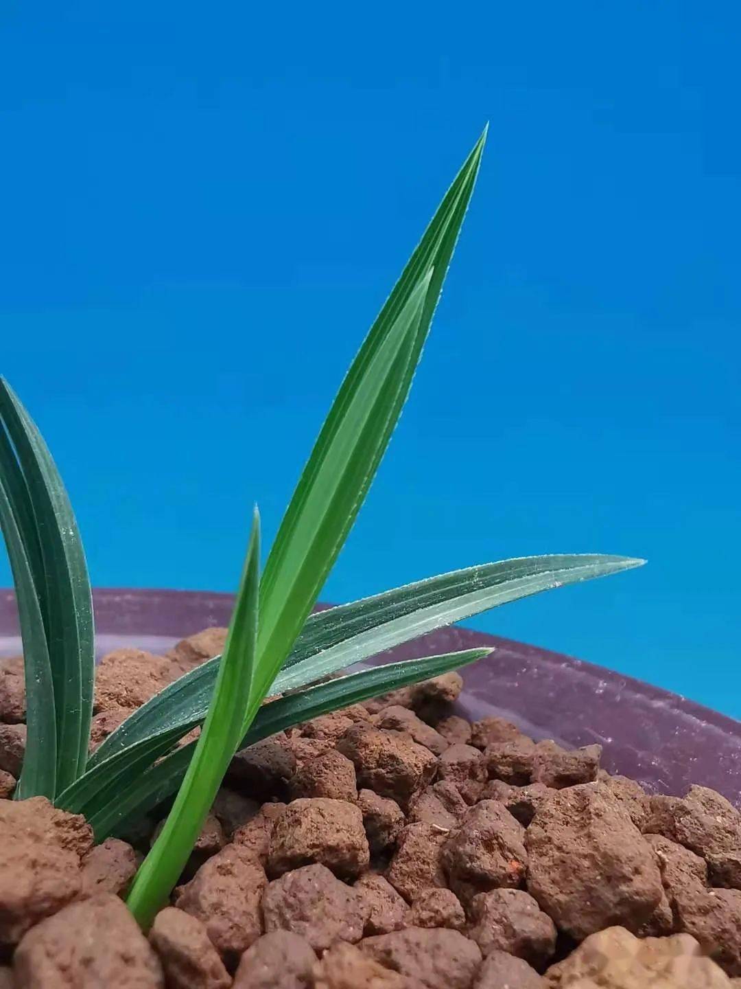 799谈艺兰的因地制宜