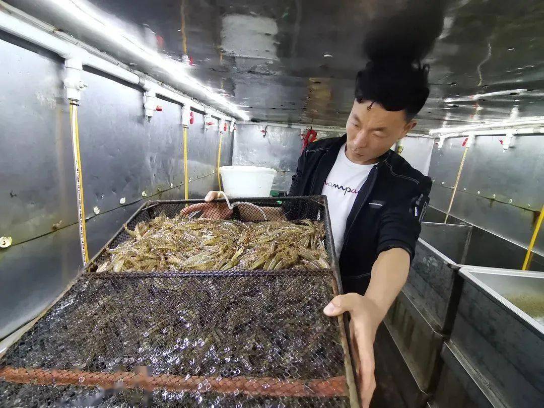 卖价超100元斤即将大量上市这里每天20多万斤鲜虾送