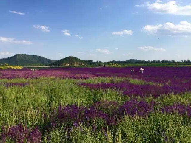 在昌平十三陵水库附近,那个惊艳世人的千亩花海,又开始了绚烂盛放的