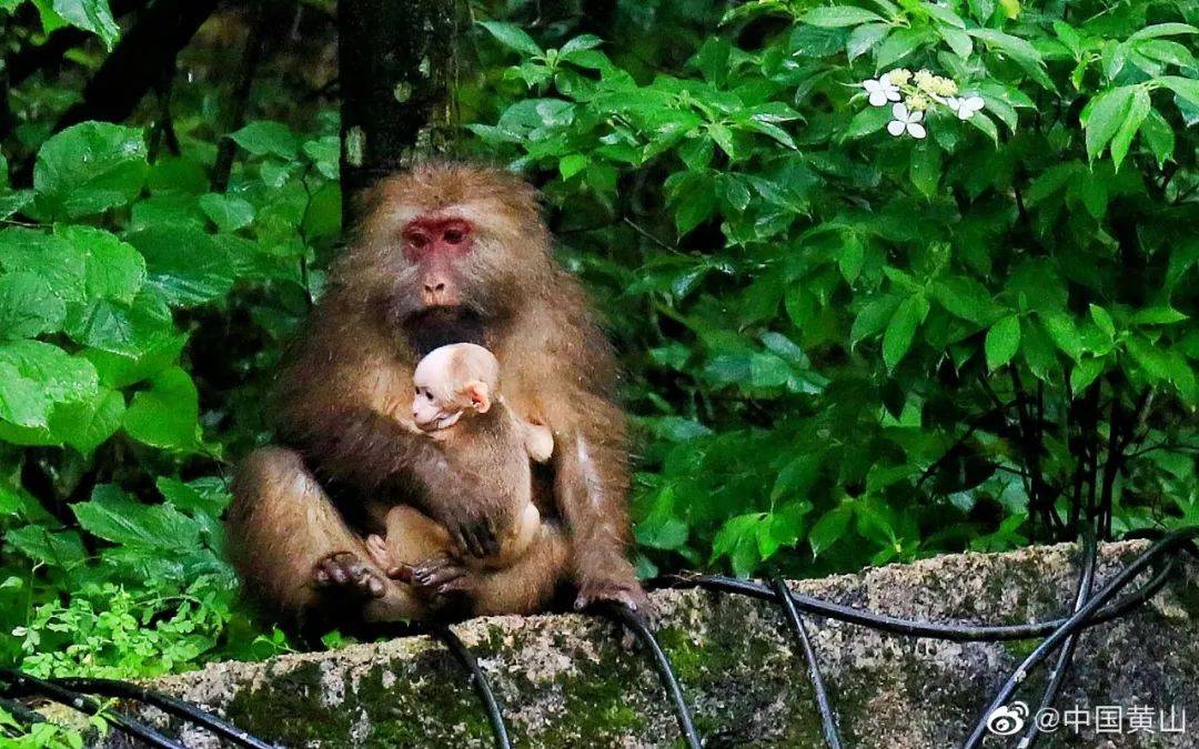 黄山短尾猴母子觅食!