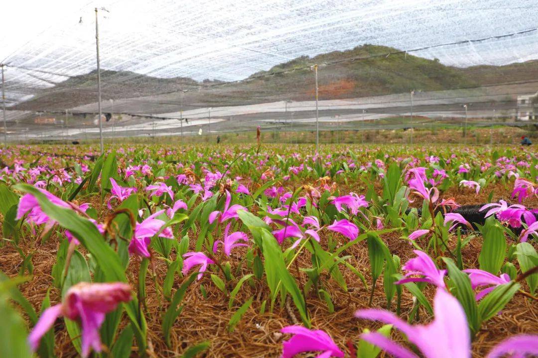 鲁甸水磨镇种植独蒜兰美观又值钱