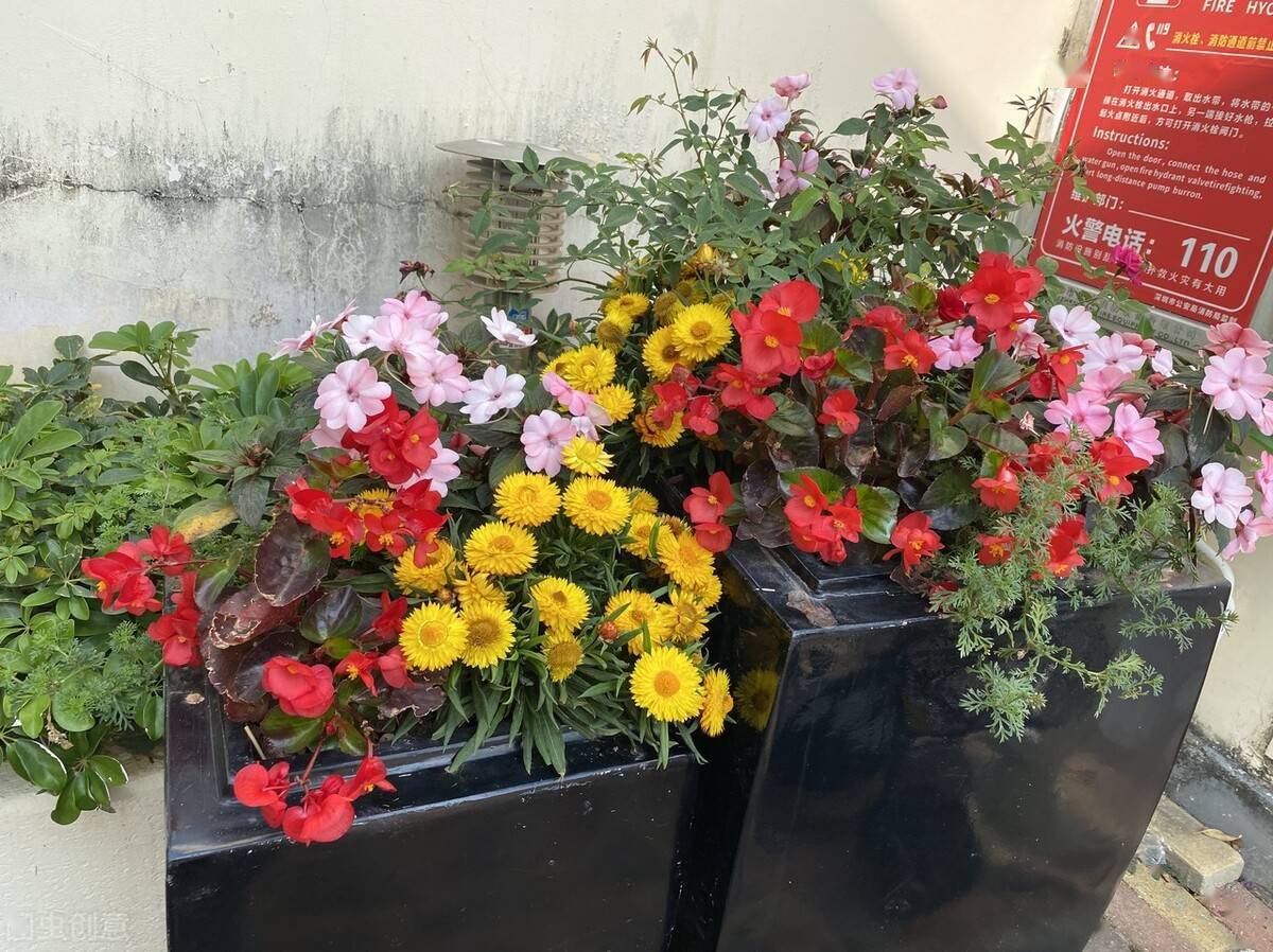 6月买花 白名单 搬回家就能有花赏 一口气开到9 10月 花朵