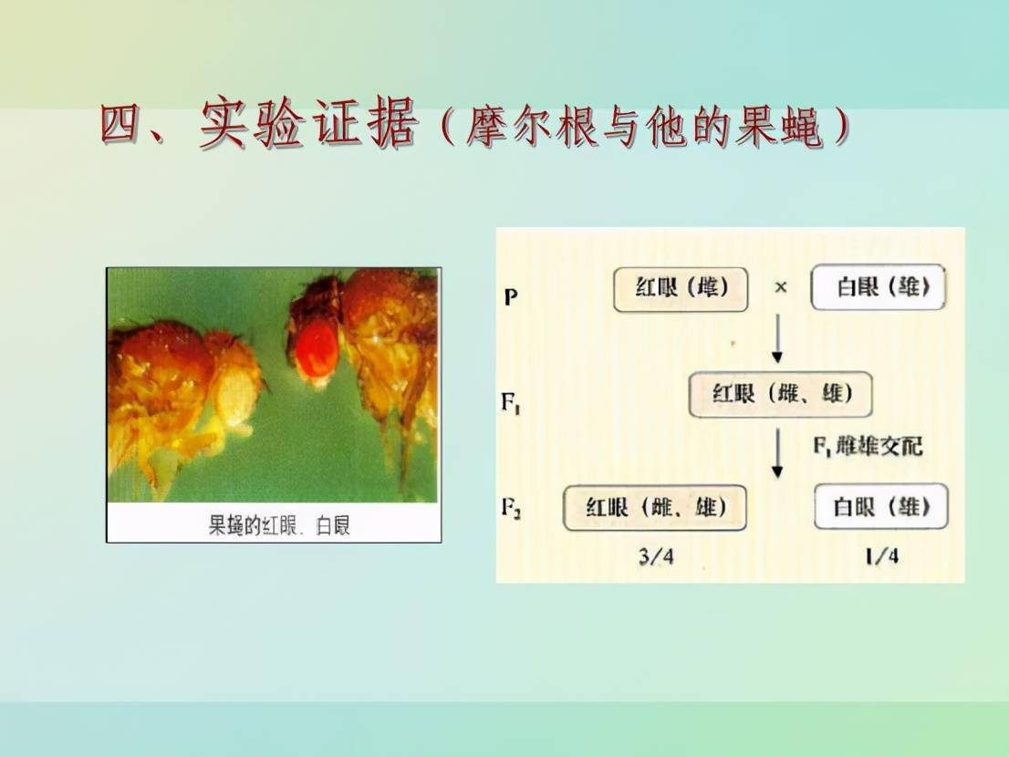 我国海关截获黑腹果蝇它们有何隐患为何被禁入国内