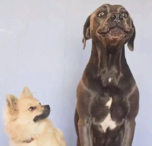 大狗狗拍照时踩到了小狗的尾巴然后被它的表情笑尿了