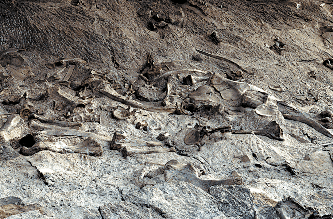 恐龙死亡现场调查