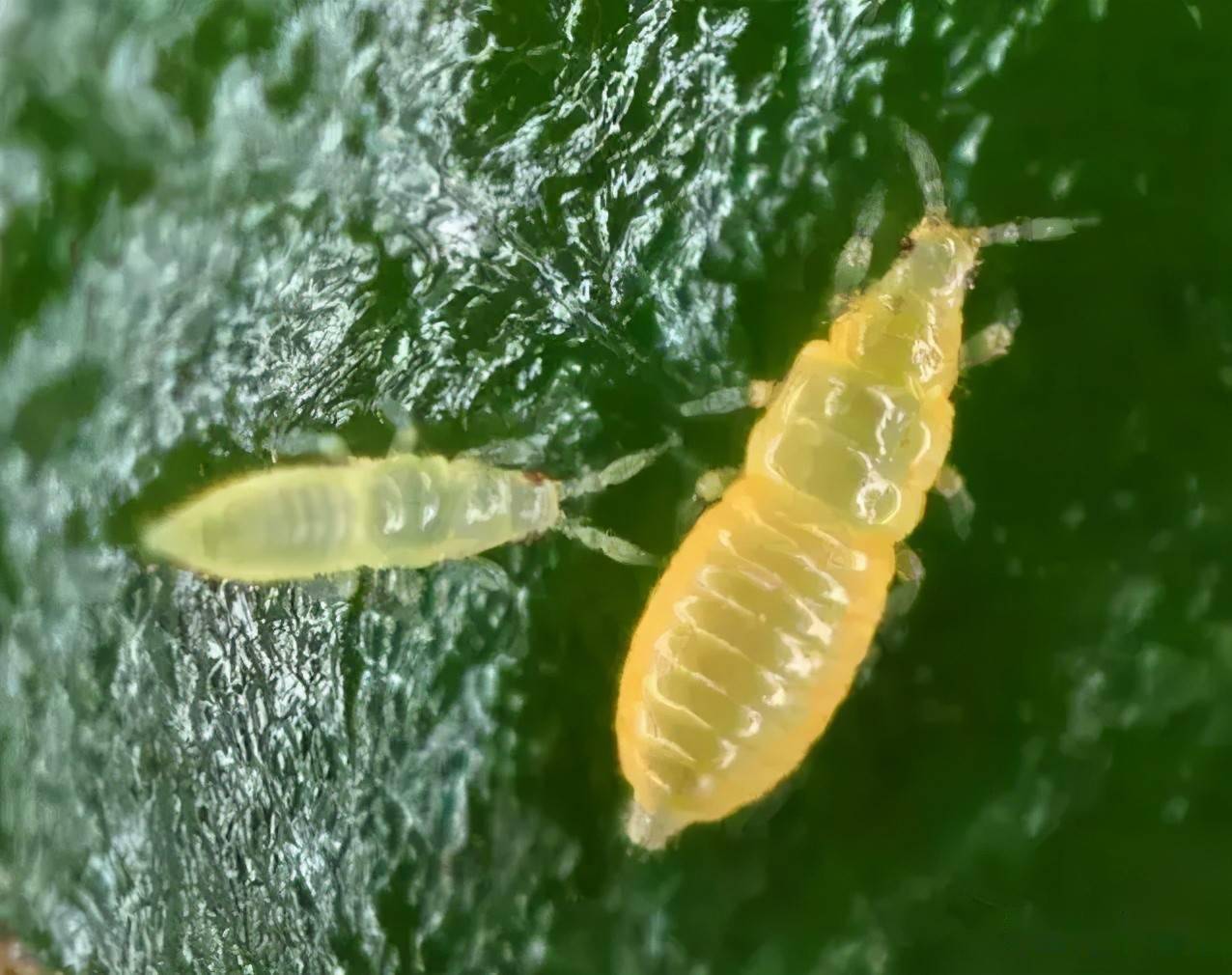 造成香蕉花皮的花蓟马如何防控