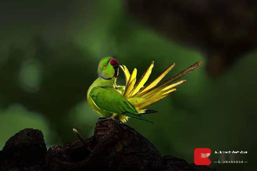 世界鸟王回家乡从凉山出发欲走遍全球写一本世界鸟类百科大全