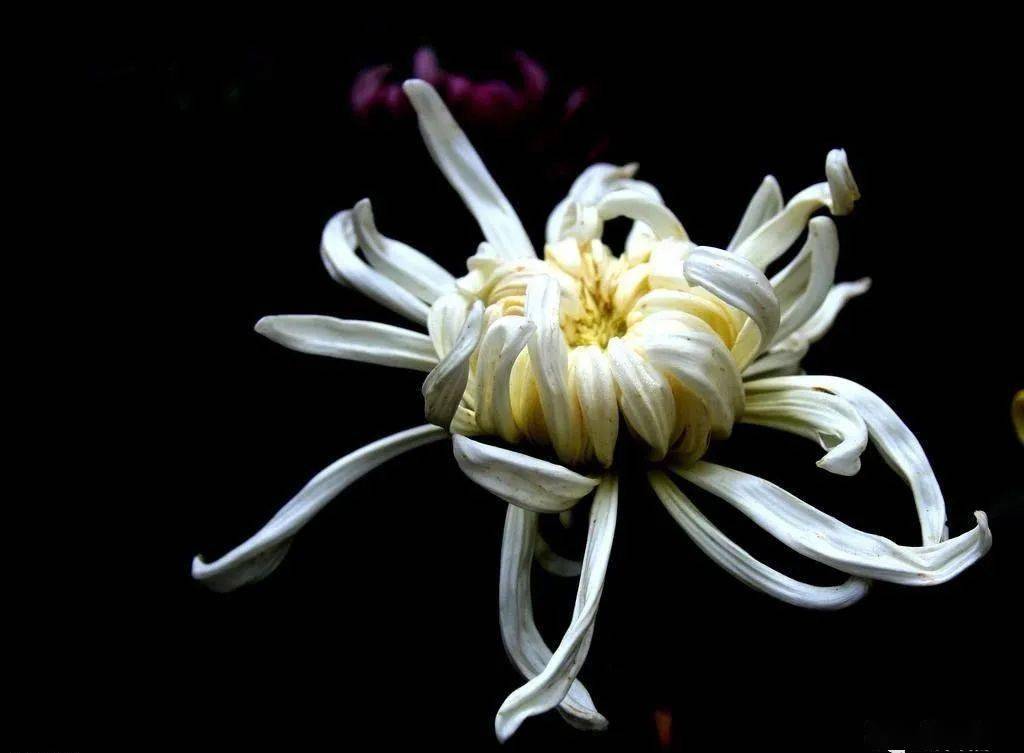 怀念父亲 文/程新颖 【文序】父亲书房的飘窗上长寿花热烈的开着,我望