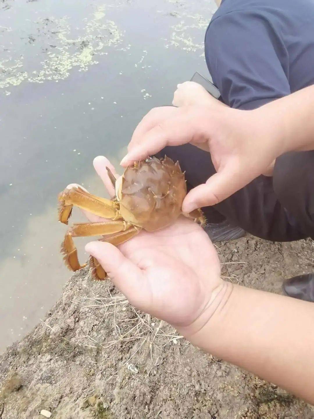 梅雨季节连续阴雨天气损伤加重河蟹池塘如何进行管理调控