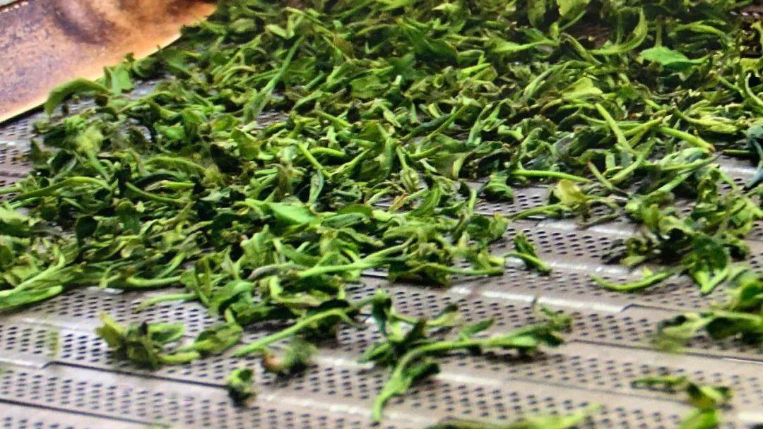 美食淄博扫码日照绿茶包邮到家