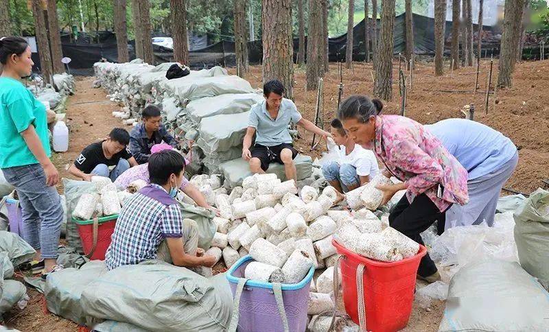 興仁:200畝黑皮雞樅菌種植如火如荼