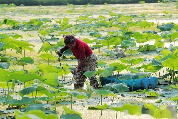 [黄石摄影]《采藕带》摄影/宫少华