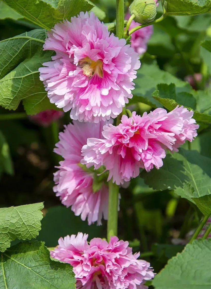 什么时候种重瓣蜀葵好想栽种重瓣蜀葵,最好在春天进行.