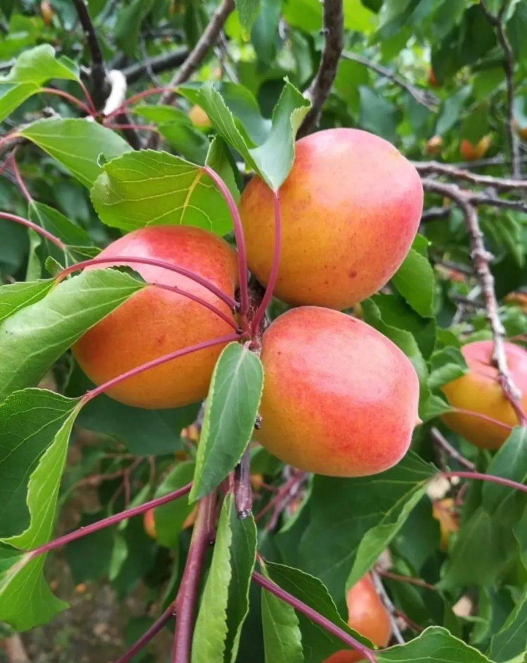 红杏熟了,去吃!_杏子