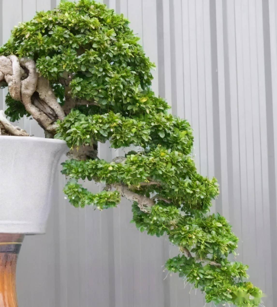 盆景为啥这么贵看这些造型