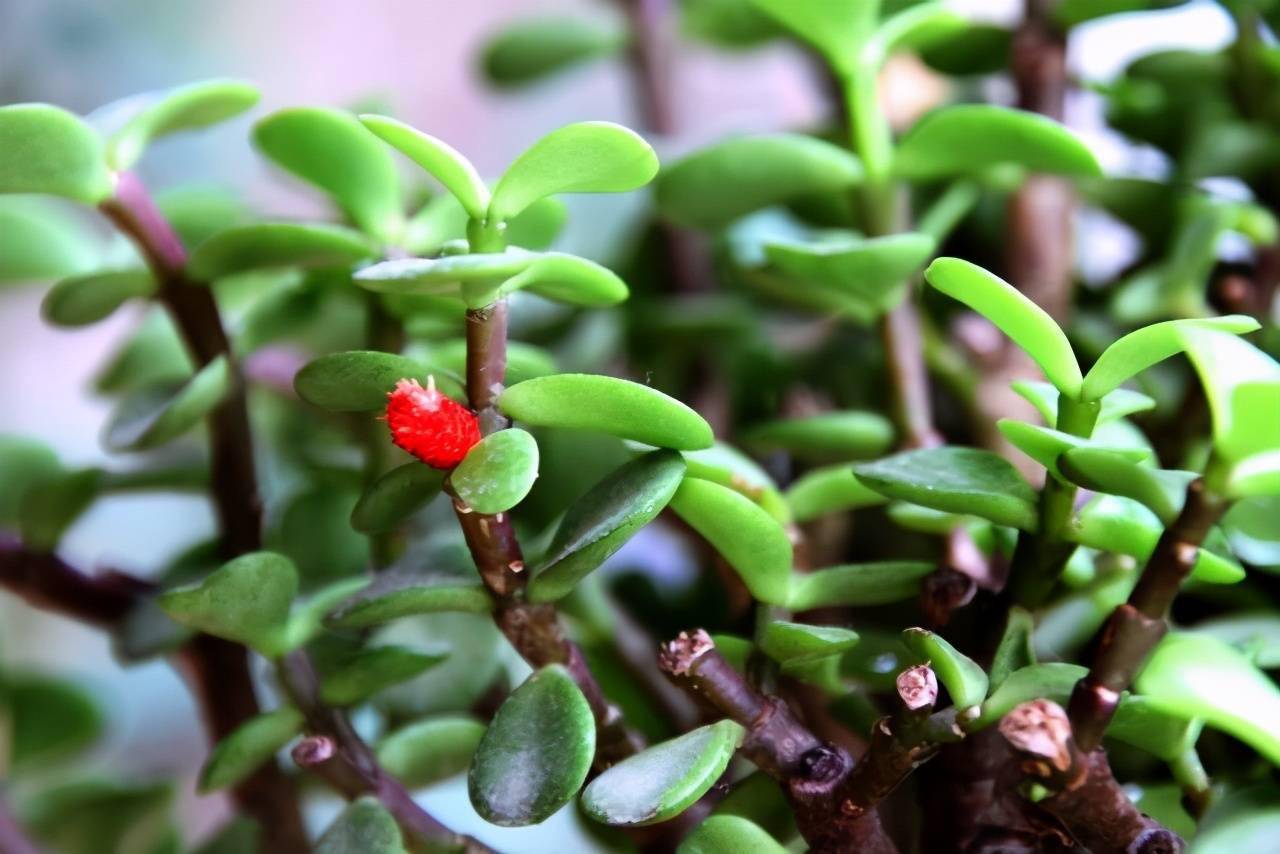 养金枝玉叶做到4点长成粗壮老桩漂亮又精致