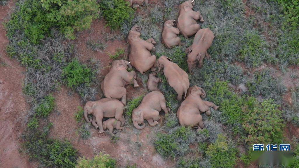 云南北移亚洲象群活动频次明显增加