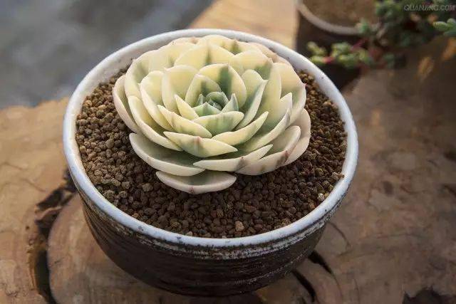 多肉种子怎么培育发芽 1187ddfb6bf74aa58539a0f2e54fa765.jpeg