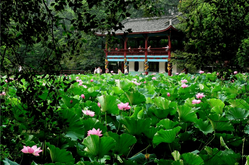 是夏日最热门的景点,房湖公园的映日荷花,红色建筑与一池碧莲遥相呼应