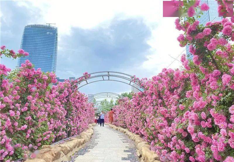 周末打卡长春有条玫瑰长廊位置就在