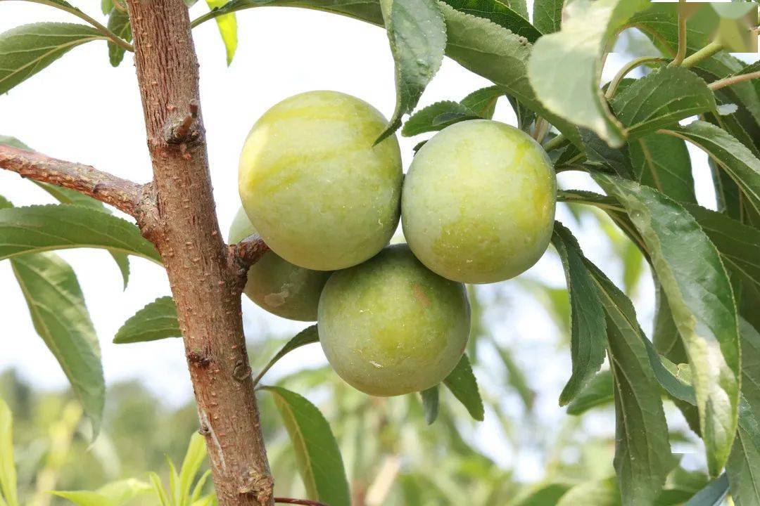 姜家的蜂糖李成熟了19日开园