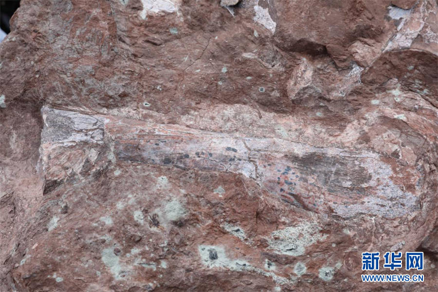 时期|广西东兴发现侏罗纪时期恐龙化石