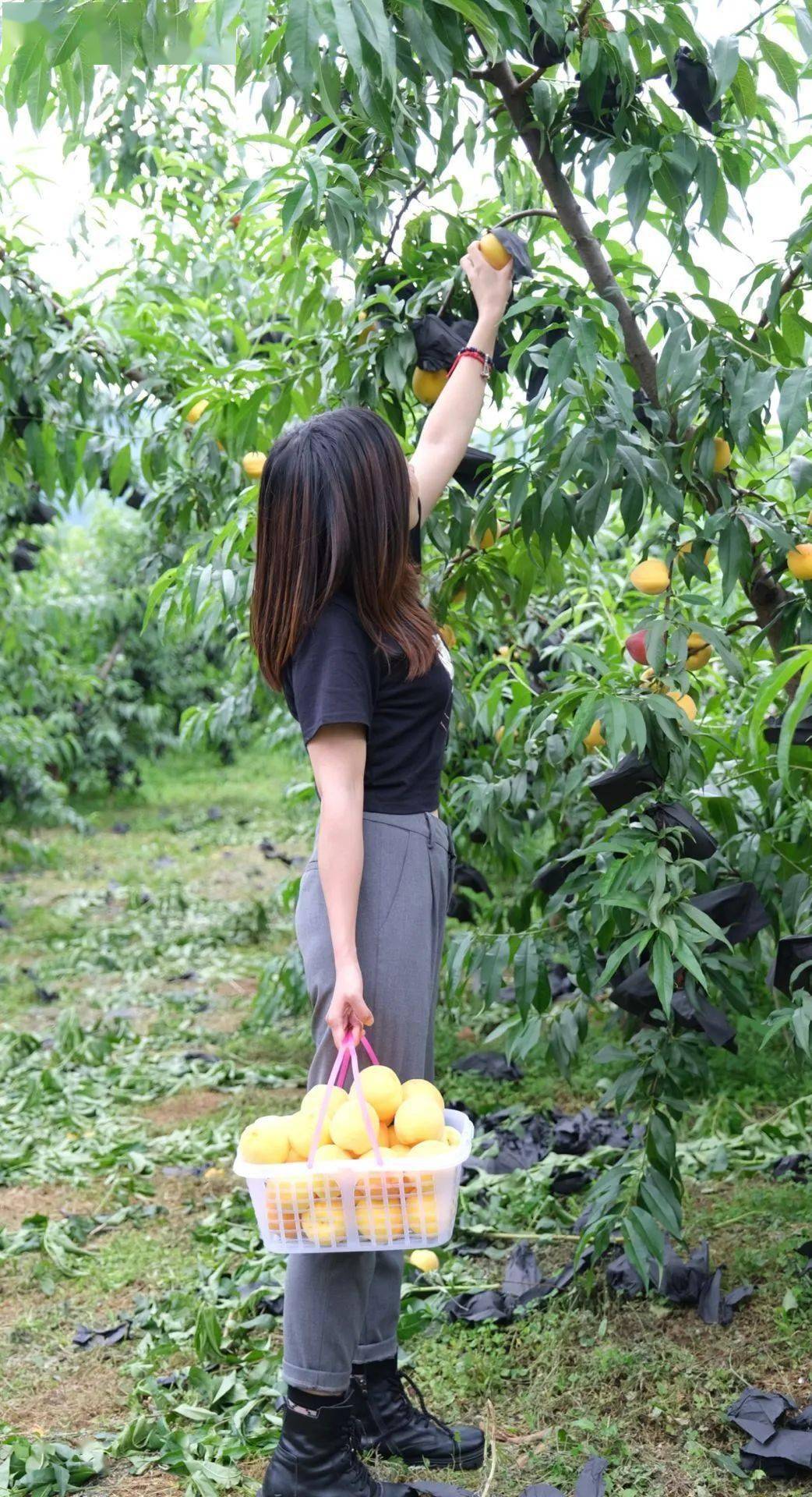 香甜爆汁宣威龙场桃园农家的黄桃太好吃了吧