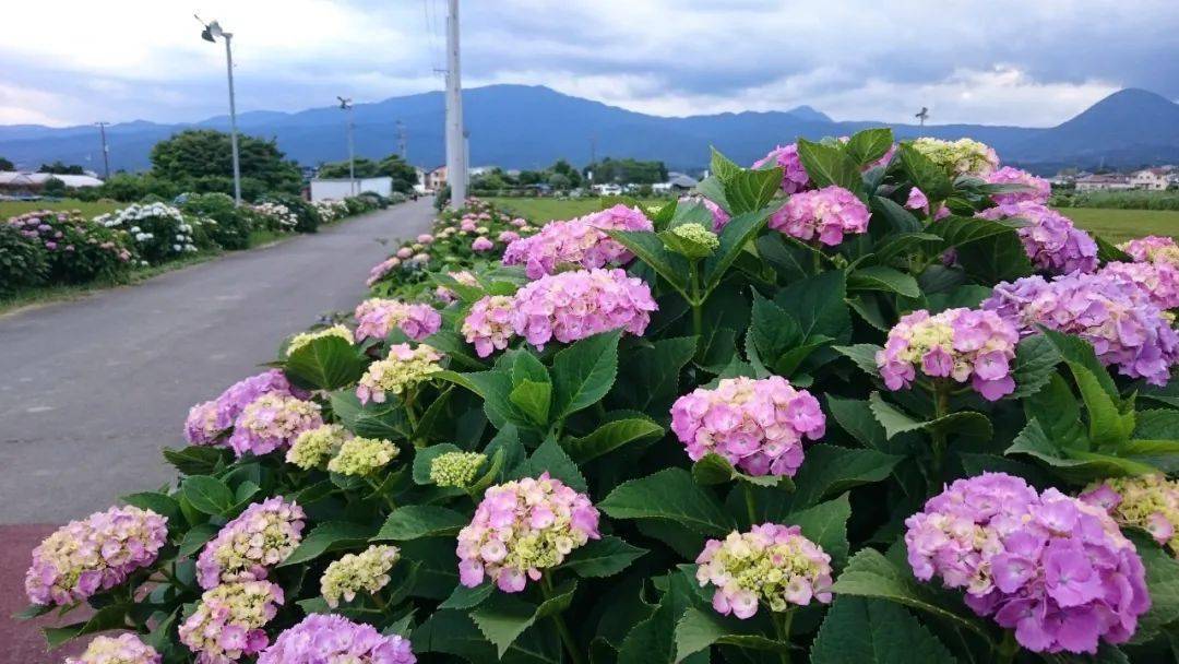 乡村的绣球花道