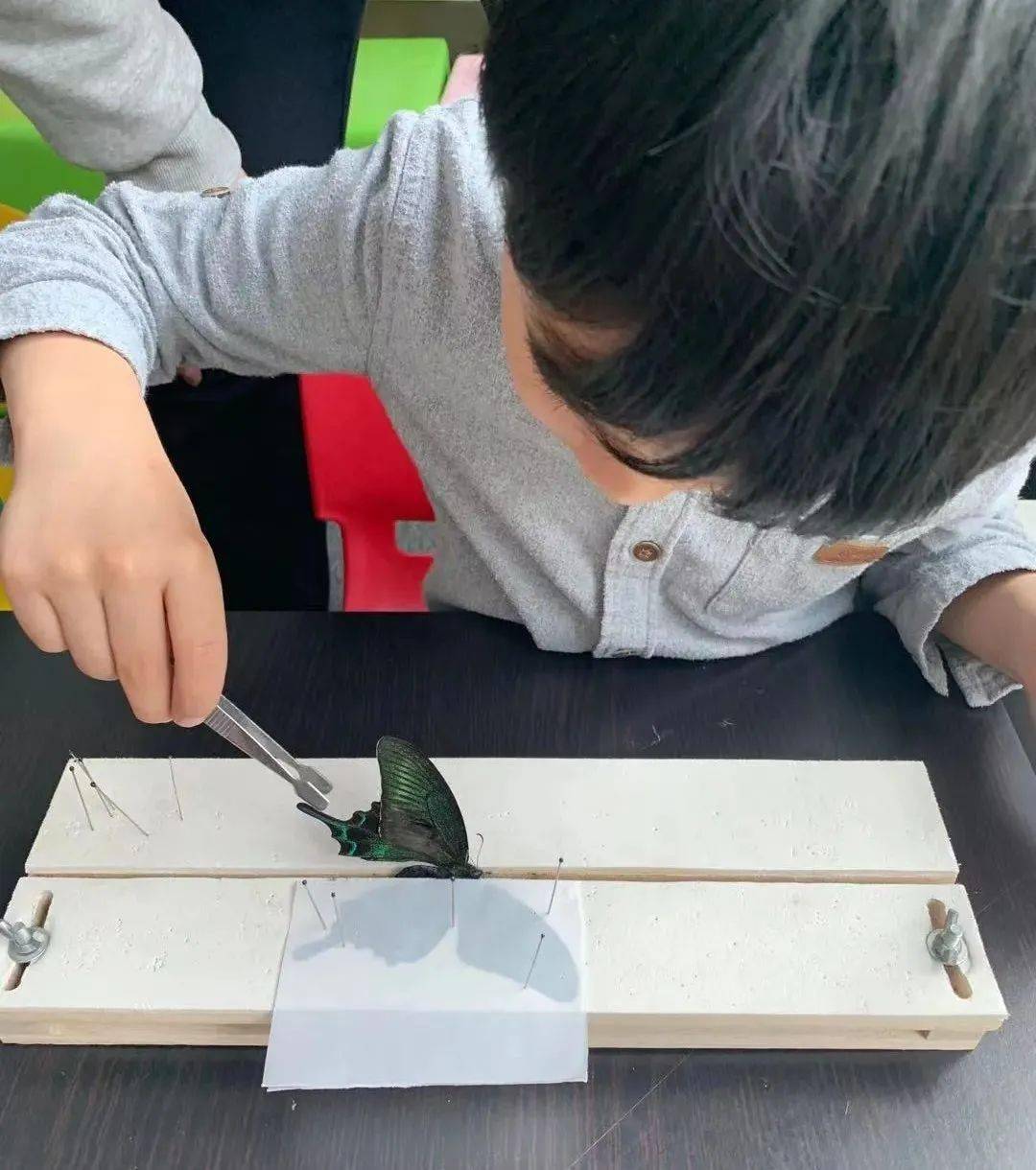 城市书房竟藏了个昆虫世界蝴蝶标本亲手制作
