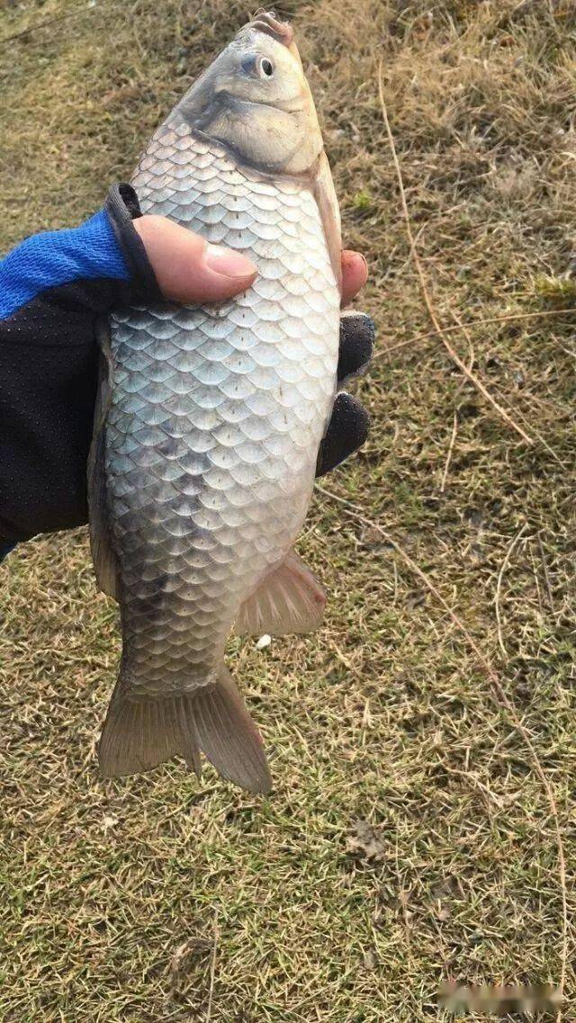 九一八腥香野战蓝鲫天下鲫怎么搭(2)