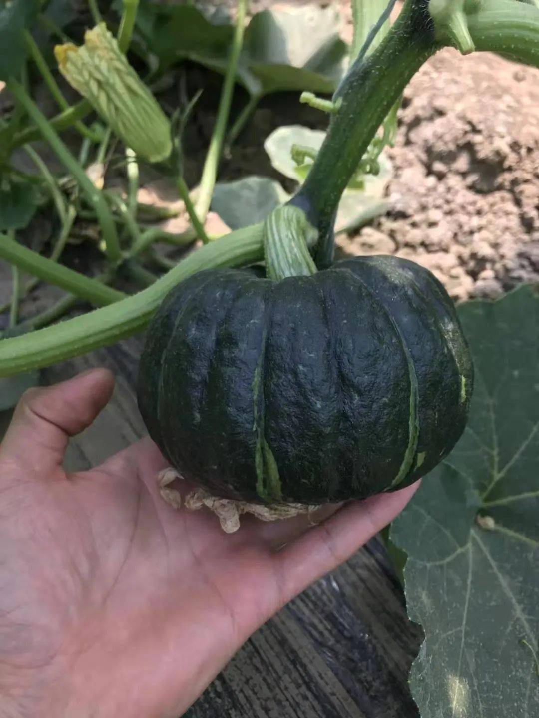 产地食材▎好口味从规范的基地管理开始潍坊贝贝小南瓜