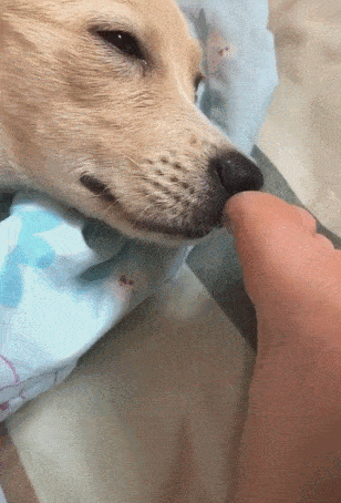 世上最臭的物质能把人活活臭死我打赌你肯定闻过